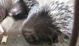 16 con nhím hộ nghèo trị giá 150 triệu đồng lại 'đi lạc'