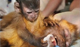 Rơi lệ trước tình mẫu tử của loài vật:  Khỉ con ôm chặt xác mẹ không chịu rời