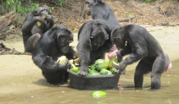 Độc đáo những hòn đảo không người sống, chỉ có động vật