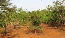 Hại đời bé gái 9 tuổi, dọa giết nếu kể cho người khác nghe