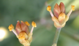 Kỳ lạ loài hoa chỉ nở khi trăng tròn