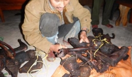 Vận chuyển 13 cá thể Vọoc quý hiếm: Khởi tố vụ án