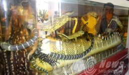 Bể ngâm rượu nhà đại gia: Bào thai hổ nguyên con, đại hổ chúa 8m vùi thây