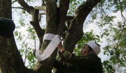 Giải mã phong tục 'chít khăn tang' cho cây ở làng ven đô