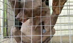 Sinh vật lạ 'ngoài hành tinh' ở Malaysia bị đuổi đánh