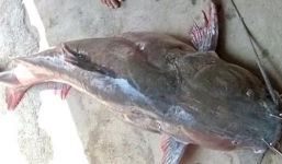 Bắt được cá lăng 'khổng lồ' nặng 30kg trên sông Tiền