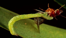 Cận cảnh loài sâu bướm 'sát thủ khát máu' chuyên nghiệp