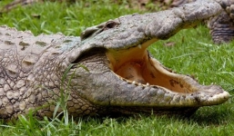 Người mẹ 'tử chiến' cứu con gái khỏi hàm cá sấu