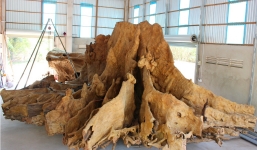 Chơi ngông như đại gia 30 tỉ không bán gốc cây 30 tấn