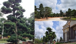 “Lác mắt” những vườn cây cảnh trăm tỷ của đại gia Việt