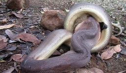 Trăn khổng lồ nuốt chửng dê bị 'tóm' giữa ruộng