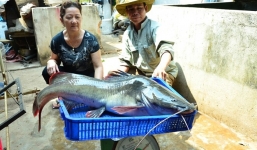 Bắt được cá lăng quý hiểm 'khủng' dài 1 mét trên sông Sêrêpốk