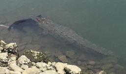 Cá sấu ngoạm chú chó thản nhiên bơi 'khoe' chiến tích với du khách