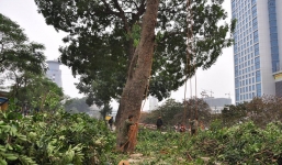 Hà Nội chi hơn 5,6 triệu đồng để “sửa nhẹ” một cây xà cừ