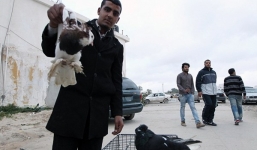 Dinh thự cựu Tổng thống Libya biến thành chợ chim cảnh