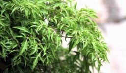 Những bài thuốc quý trị bệnh từ cây đinh lăng