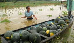 Cộng đồng kêu gọi mua dưa hấu giúp nông dân Quảng Nam ngập lụt