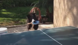 Video: Chú chó đánh bóng bàn rất tài tình