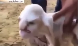 Video: Cừu 'mặt người' gây xôn xao ở Nga