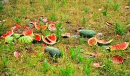 Xót ruột hàng tấn dưa hấu thối nằm la liệt ở cửa khẩu Tân Thanh