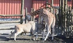 Bị kẹt đầu, hươu cao cổ chết thảm dưới sừng linh dương