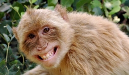 Bé gái 4 tuổi suýt mù lòa do khỉ cắn gây nhiễm trùng nặng