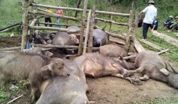 Sét đánh chết 9 con trâu ở Bắc Kạn