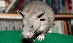 Chuột khổng lồ ăn bả không chết xuất hiện tại London