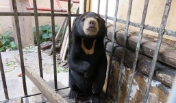 Giải cứu thành công 1 cá thể gấu chó từ vụ buôn lậu