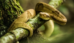 Rùng mình loài rắn có nọc độc làm tan chảy con người