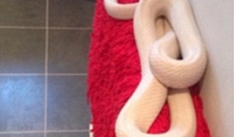 Phát hiện rắn 'khổng lồ' dài 2m cuộn tròn trong nhà tắm