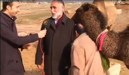 Cuộc phỏng vấn bị dang dở vì… lạc đà phá đám