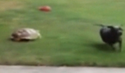 Video rùa đuổi nhau với chó gây sốt trên mạng