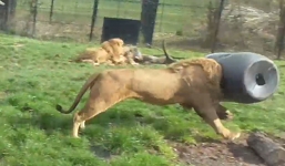 Bật cười trước video sư tử đực lồng lộn vì tự chui đầu vào rọ