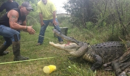 Video người đàn ông tay không tóm gọn cá sấu khổng lồ