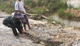 Cá sấu dài 1,5m, nặng 30kg nằm phơi nắng trên quốc lộ 1