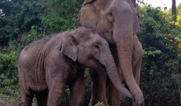 Clip mẹ con voi quấn quýt không rời sau 3 năm xa cách