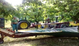 Công nghệ hái quả độc đáo bằng cách rung cây