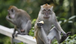 Khỉ hoang ném chết một thanh niên Ấn Độ