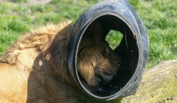 Video: Sư tử 'phát điên' chạy loạn xạ vì bị kẹt đầu