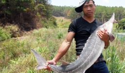 Bắt được 2 con cá tầm 'khủng' nặng 40kg ở Lâm Đồng