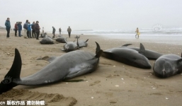 Bạt ngàn cá voi mắc cạn suốt 10km bờ biển Nhật Bản