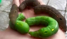 Cộng đồng mạng rộ phong trào bán những con sâu bạc triệu