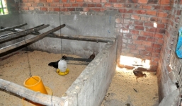 Vụ quan xã “ăn chia” gà của dân: Kỷ luật hơn 20 cán bộ