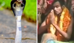 Người đàn ông cưới rắn hổ mang vì tin có 'duyên tiền kiếp'