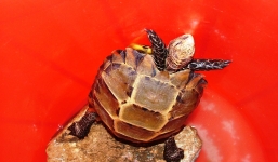 Xuất hiện rùa lạ trong ngôi đình cổ ở Quảng Bình