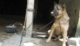 Hàng trăm người dân truy bắt người trộm chó