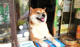 Ngạc nhiên với chú chó thông minh biết bán hàng