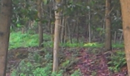 Tìm chồng trong đêm, thiếu phụ bị chú hãm hại trên đồi vắng