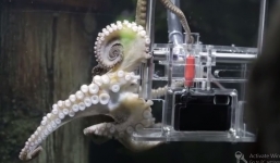 Bạch tuộc được đào tạo thành thợ chụp ảnh chuyên nghiệp